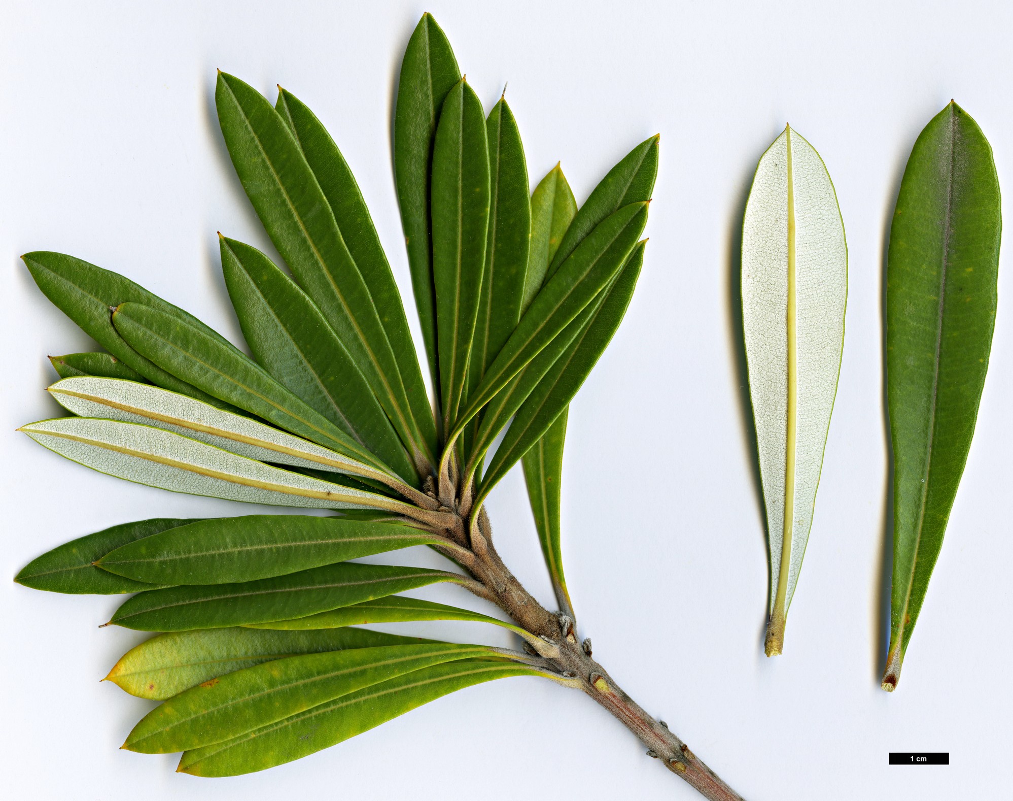 High resolution image: Family: Proteaceae - Genus: Banksia - Taxon: integrifolia - SpeciesSub: subsp. compar